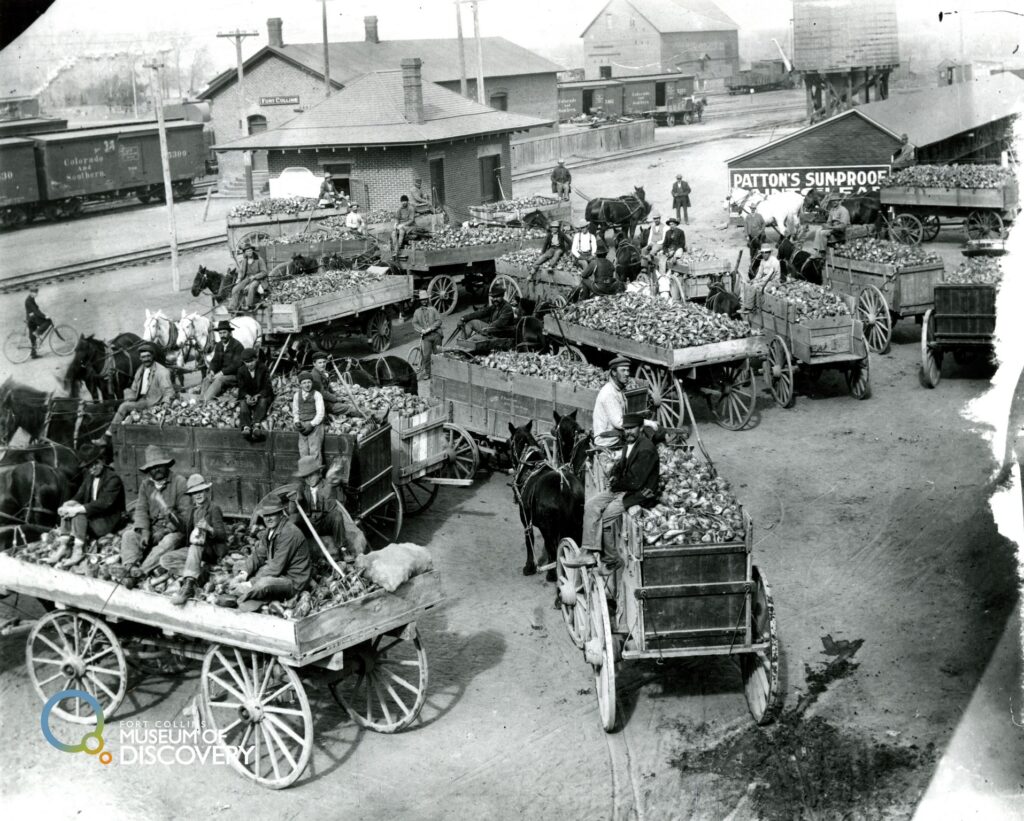 Wagons bringing in the sugar beet harvest