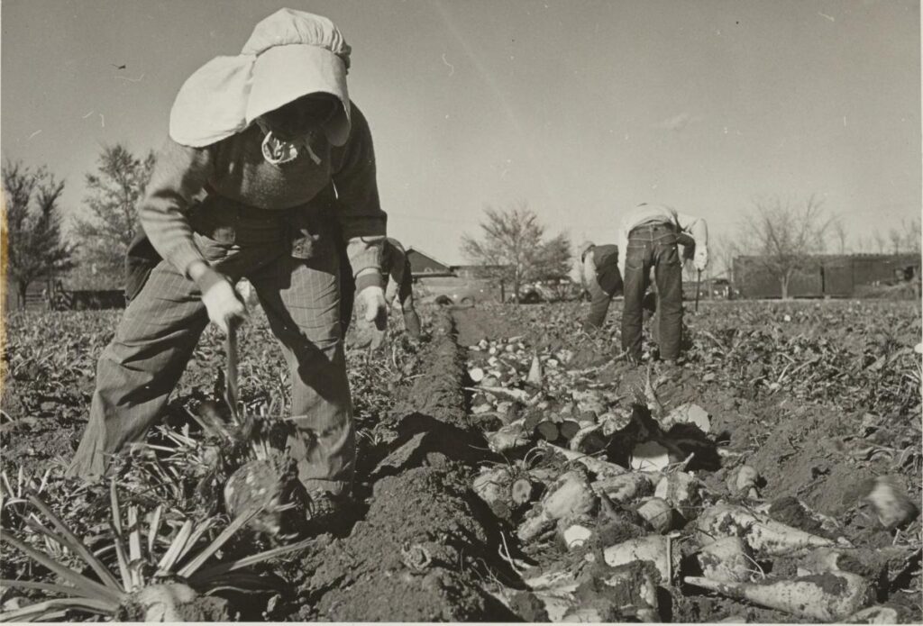 Tom Parker, “One member of a family group of former California residents topping beets in a field near Prospect, Colorado. November 5, 1942. Online Archive of California, Identifier Volume 18 section B WRA no. e-178. http://www.oac.cdlib.org/ark:/13030/ft309nb0nx/?brand=oac4